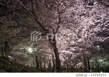 隅田公園の夜桜 14243214