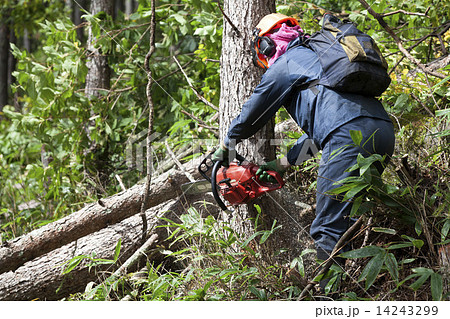 木材伐採 木材伐採 14243299