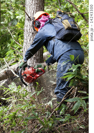 木材伐採 木材伐採 14243300