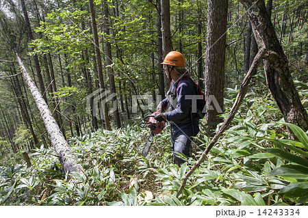 木材伐採 木材伐採 14243334