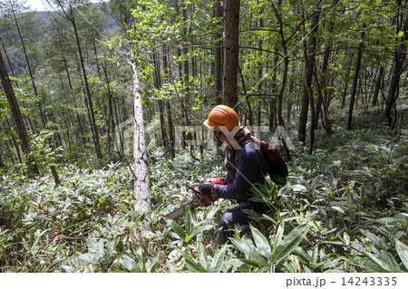 木材伐採 14243335