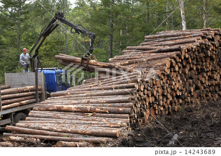 丸太の搬出 14243689
