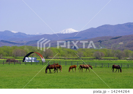 サラブレッド銀座の春 14244264