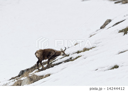 Chamois deer in the snow background 14244412