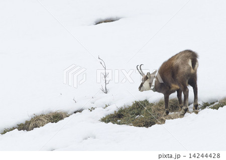 Chamois deer in the snow background Chamois deer in the snow background 14244428