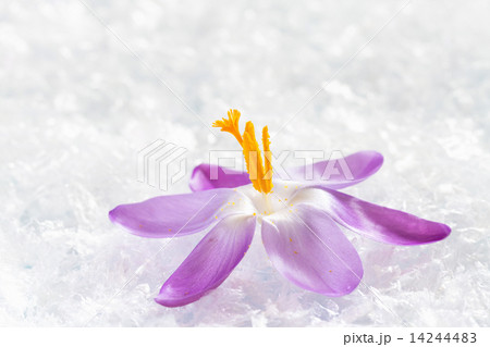 Crocus flowers in the snow Crocus flowers in the snow 14244483