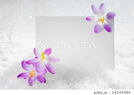 Crocus flowers in the snow Crocus flowers in the snow 14244484