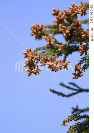 杉の花 14244649