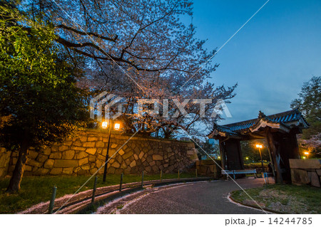 名古屋城二之丸大手二之門の夜桜 14244785