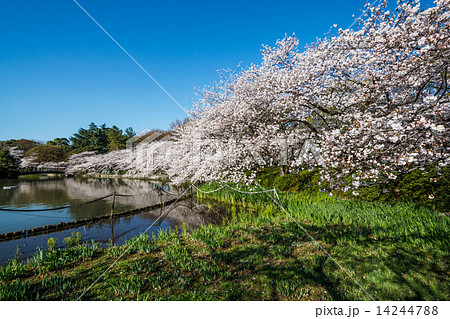 名城公園御深井池の桜 名城公園御深井池の桜 14244788