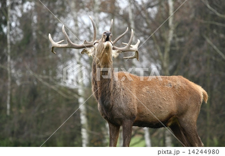Red deer during rutting season 14244980