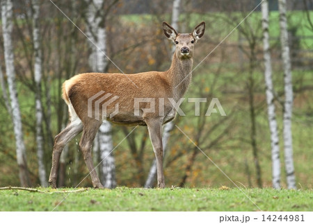 Young deer 14244981