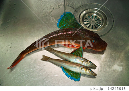 ホウボウとキス 14245013