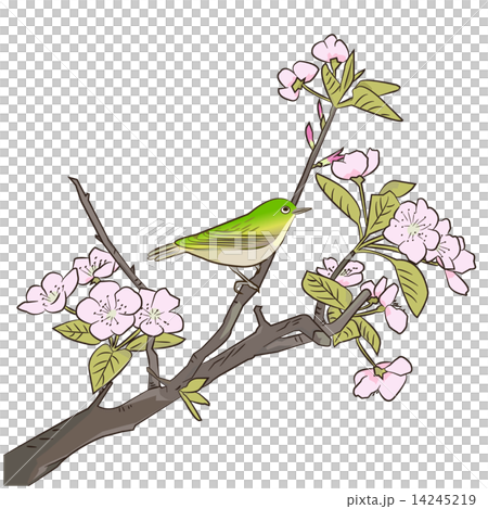 桜とメジロのイラスト素材