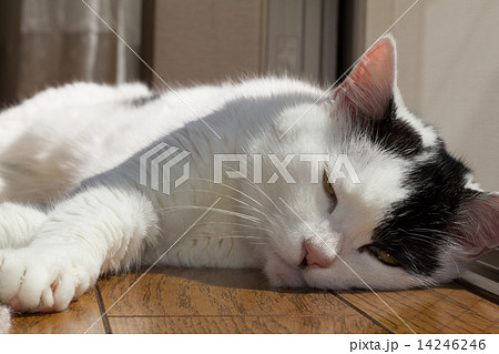 老猫 老猫 14246246