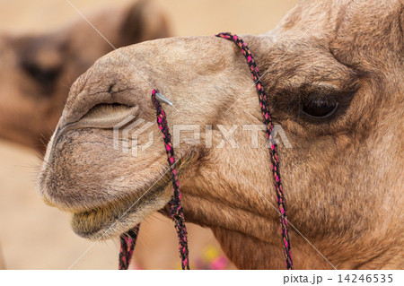 Camels in desert Camels in desert 14246535