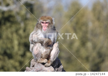猿 14247144