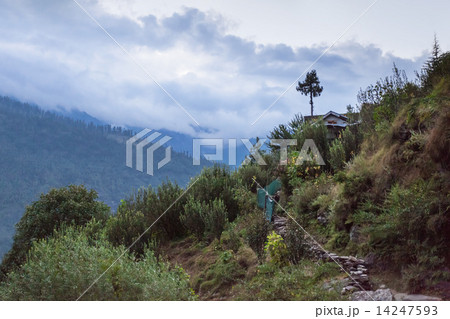 Beautiful forest in Manali on sunset, Himachal Pradesh, India 14247593