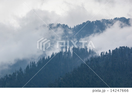 Trees in the fog Trees in the fog 14247666