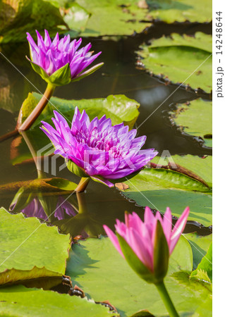 Purple lilies and lotus leaf in the pond. 14248644