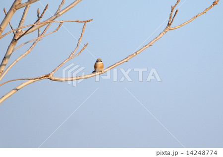 モズと枯れ木 モズと枯れ木 14248774