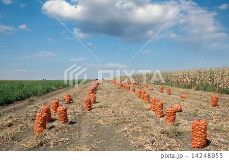 Agricultural scene, bags of onion in field after harvest 14248955