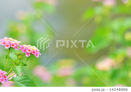 ランタナ 14248966