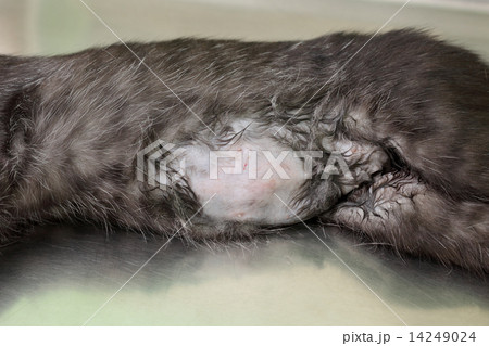 Veterinary, cat surgery 14249024