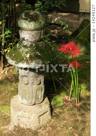 海蔵寺の９月 14249127