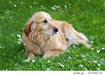 Beautiful dog labrador retriever Beautiful dog labrador retriever 14249170