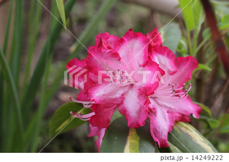 斑入り西洋シャクナゲの花 14249222