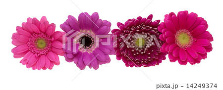 ガーベラ ガーベラ 14249374