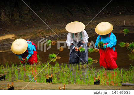 伏見稲荷の 御田植祭り 伏見稲荷の 御田植祭り 14249655