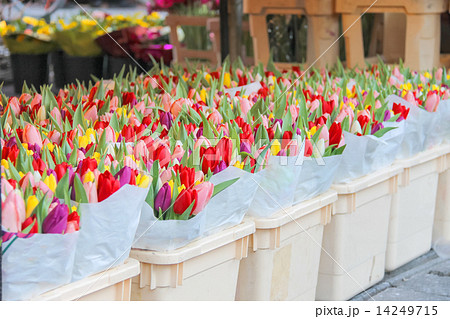 Sale of tulips in the Dutch market. 14249715