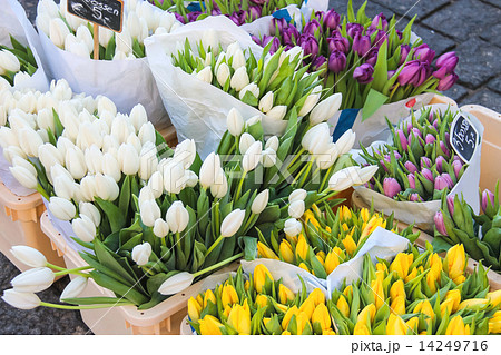Sale of tulips in the Dutch market. 14249716