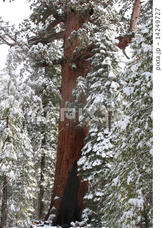 ヨセミテ　 14249727