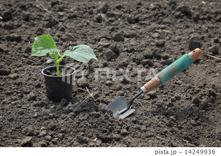Agriculture, cucumber plant in spring 14249936