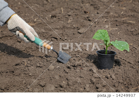 Agriculture, cucumber plant in spring Agriculture, cucumber plant in spring 14249937