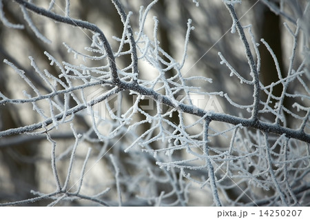 Winter Nature 14250207