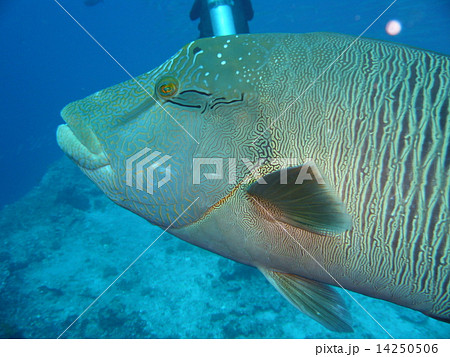 ナポレオンフィッシュの顔アップの写真素材