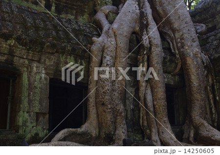 木の根１ 14250605