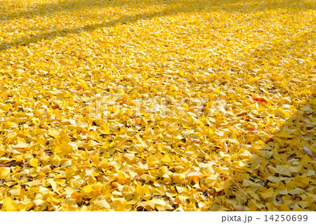 Leaves of the ginkgo tree in fall 14250699
