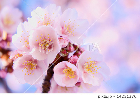 熱海桜 熱海桜 14251376