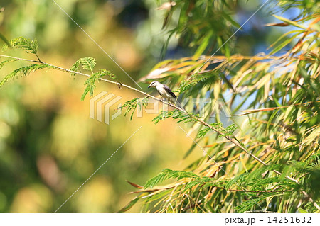 チャイロサンショウクイ 14251632