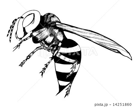 最高の動物画像 心に強く訴える蜂 イラスト 白黒