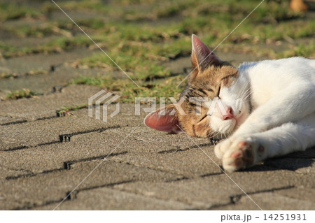 道端でお昼寝中のにゃんこ 14251931