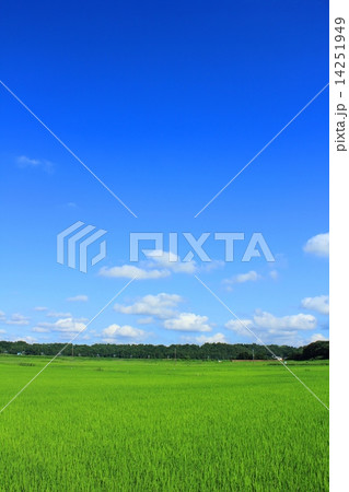 綺麗な夏空と新緑の田園風景の写真素材