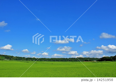 綺麗な夏空と新緑の田園風景の写真素材