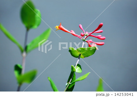 ツキヌキニンドウの花 ツキヌキニンドウの花 14253041