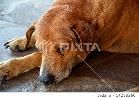 タイの野良犬 タイの野良犬 14253260